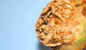 Celeriac & Chestnut Soup