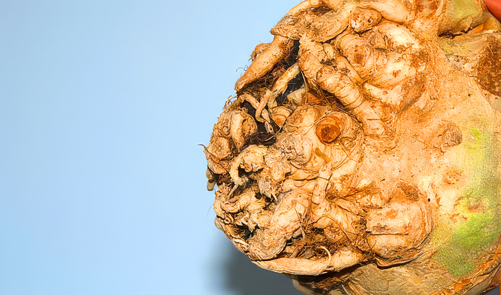 Celeriac & Chestnut Soup