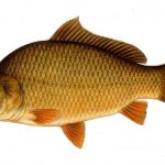 carp