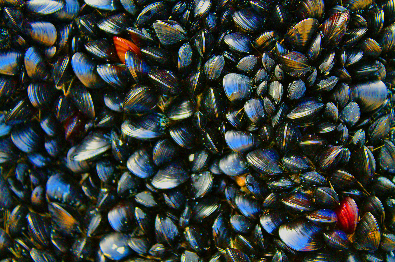 Moules Marinières