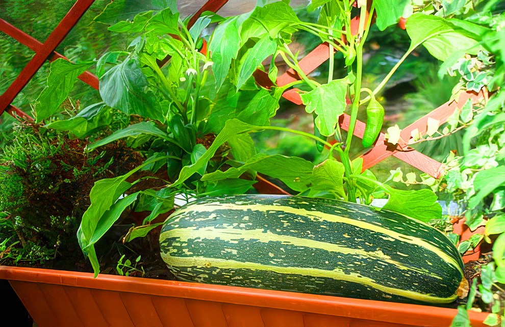 Marrow & Goat’s Cheese Gratin