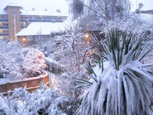 Cauliflower & Cheddar Soup
