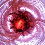 A Sunday Lunch in Clapham