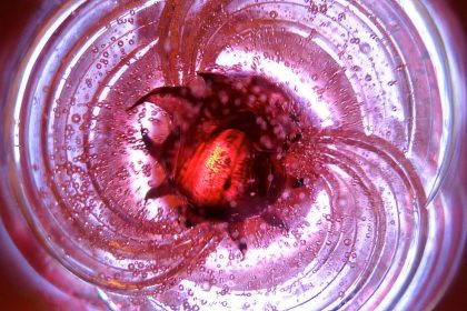 A Sunday Lunch in Clapham