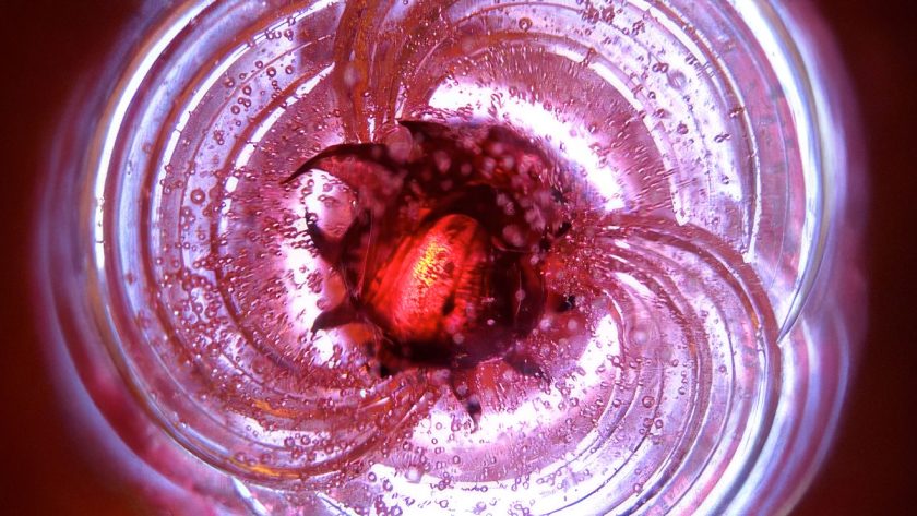 A Sunday Lunch in Clapham