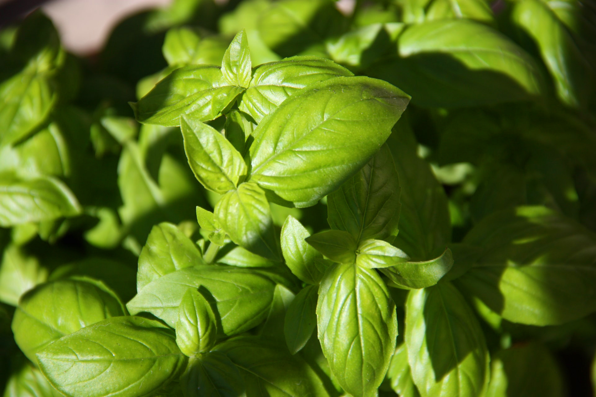 Basil