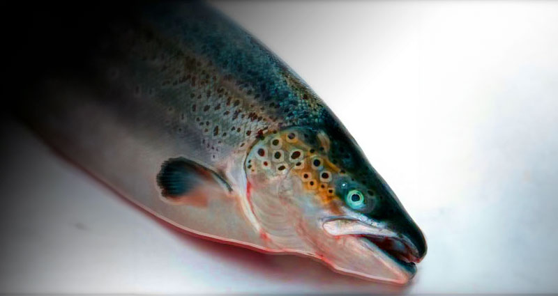 Herbed Trout