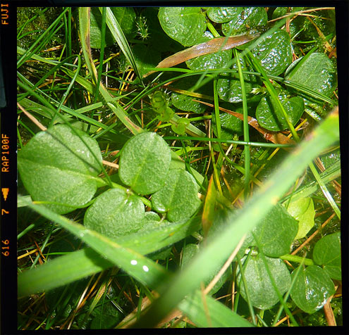 Bitter Cress