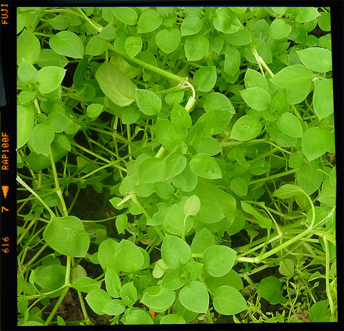 Chickweed