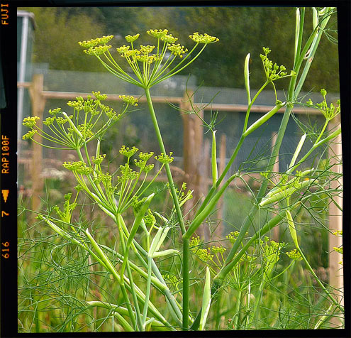 Fennel