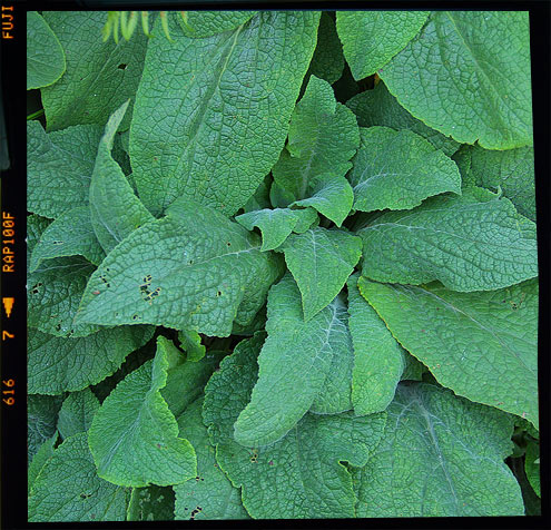 Foxglove