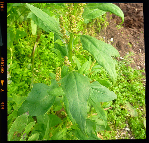 Goosefoot