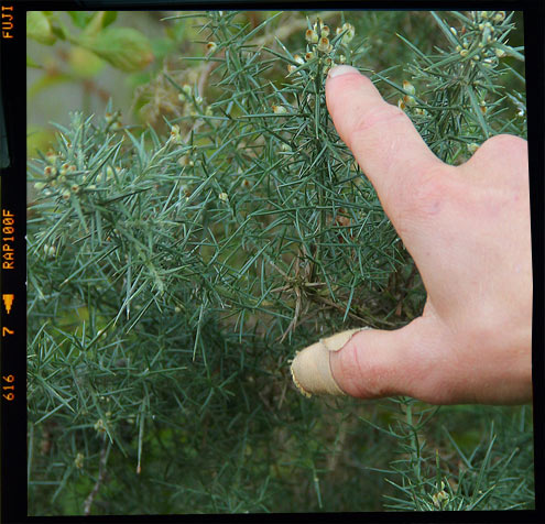 Gorse