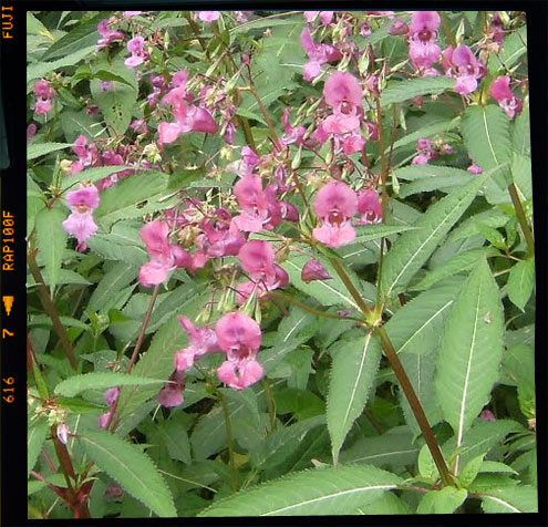 Himalayan Balsam