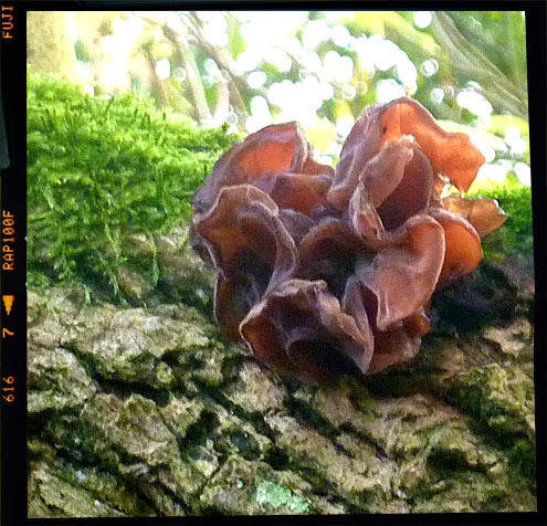 Jews ear