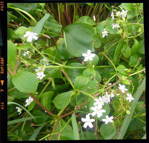 Miner Lettuce