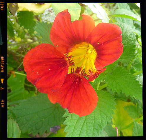 Nasturtium