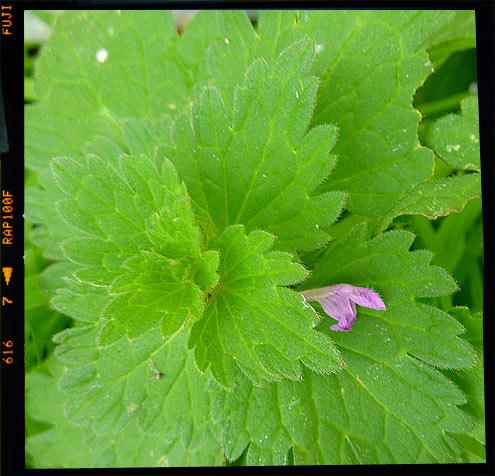 Red Nettle