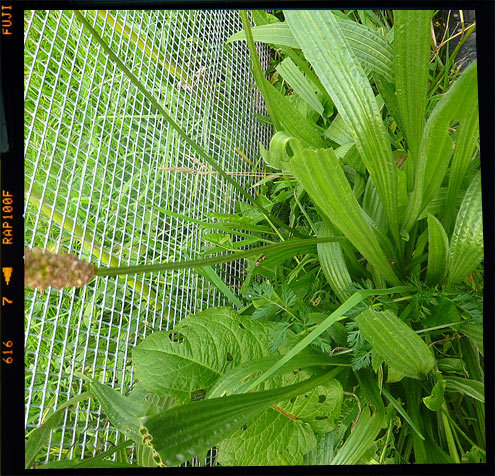 Ribwort_Plantain