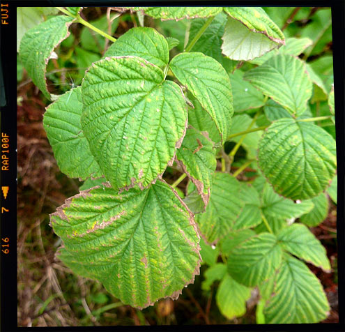 Wild Raspberry