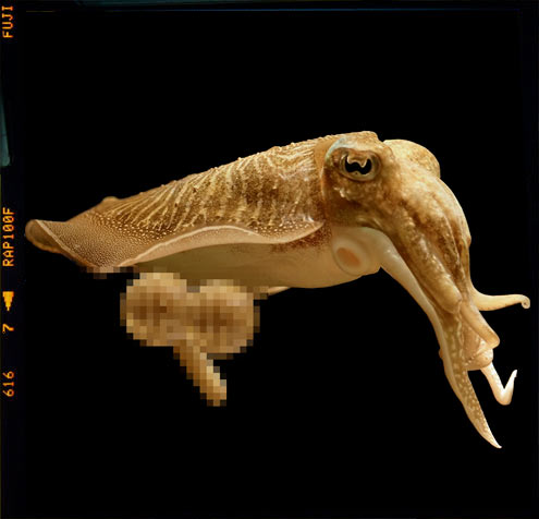 cuttlefisH2