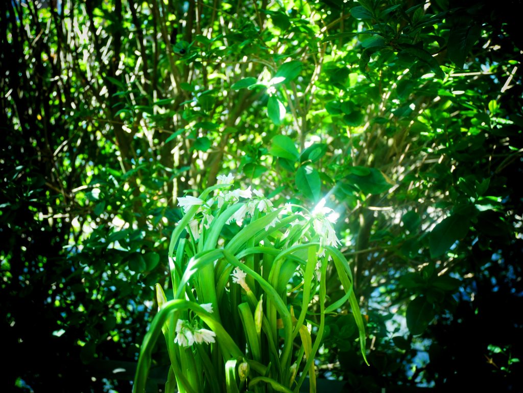 Wild garlic and potato soup