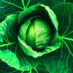 January King Cabbage with Ricotta Toasts