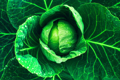 January King Cabbage with Ricotta Toasts