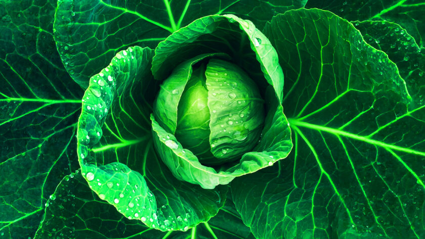 January King Cabbage with Ricotta Toasts