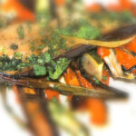 Roasted Vegetable Agrodolce